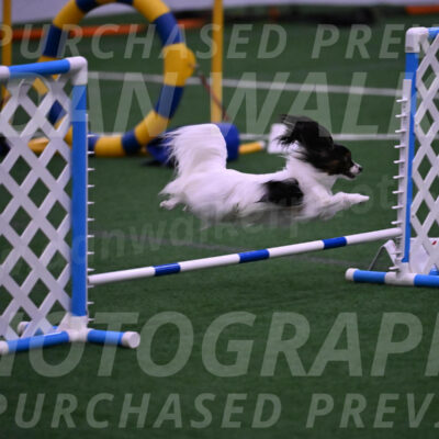 Sparky-Denise-Schneider-09757