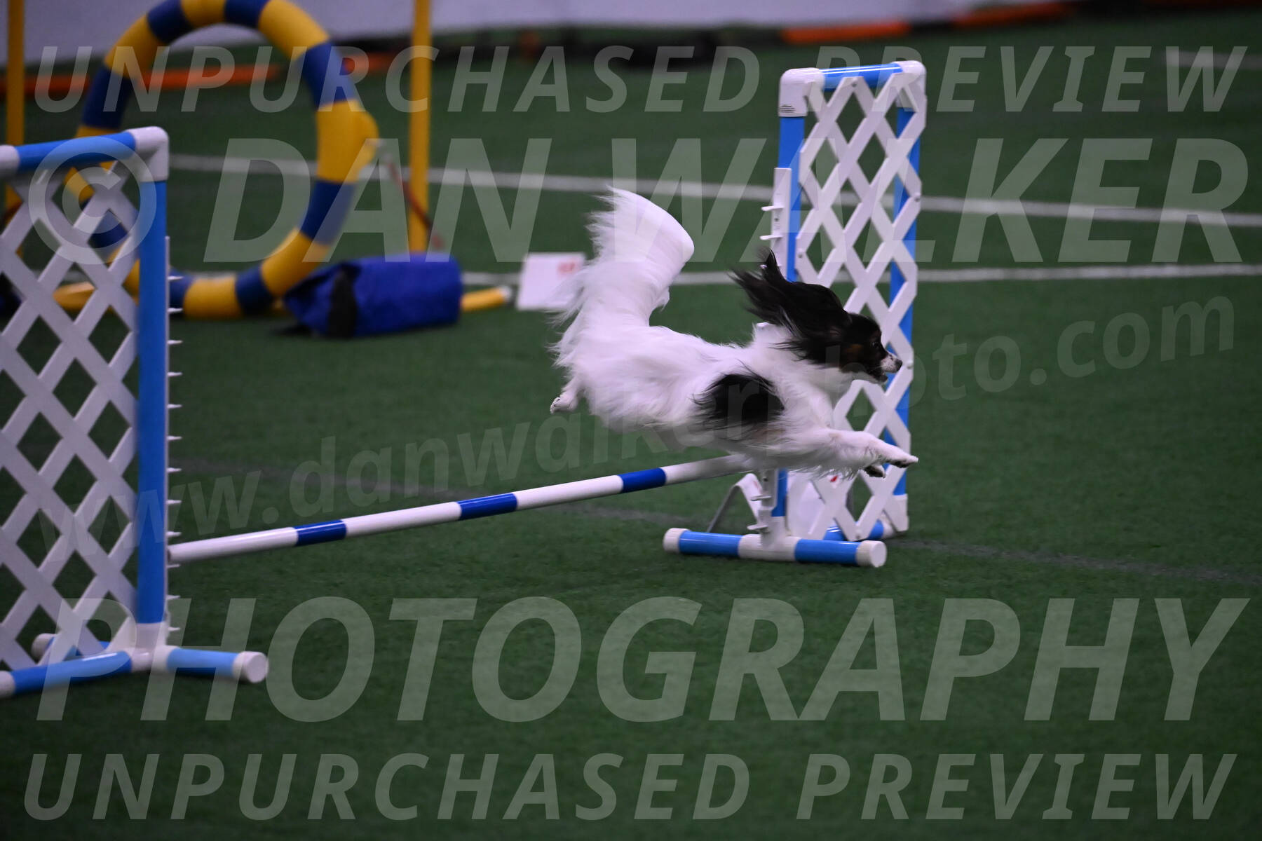 Sparky-Denise-Schneider-09758