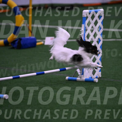 Sparky-Denise-Schneider-09758