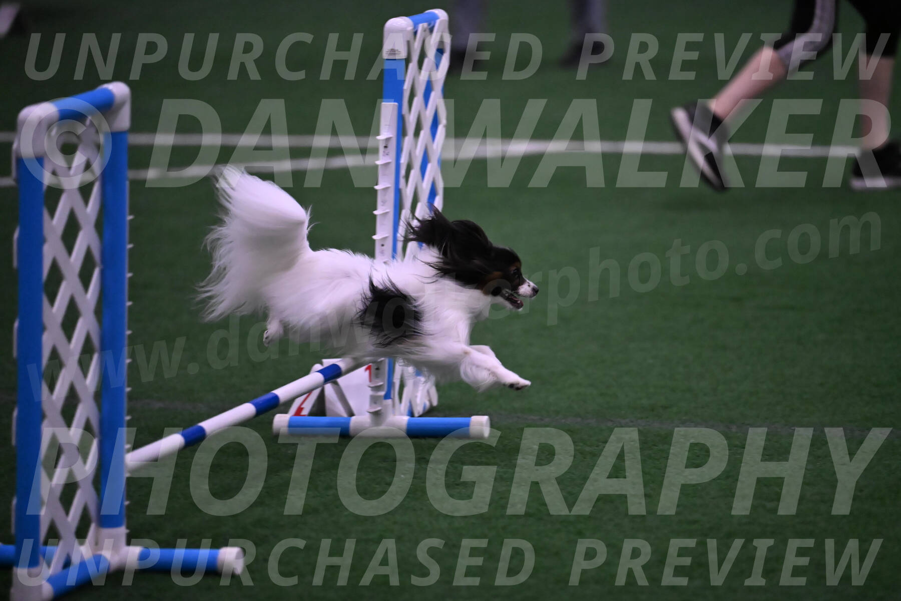 Sparky-Denise-Schneider-09772