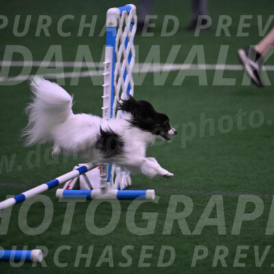 Sparky-Denise-Schneider-09772