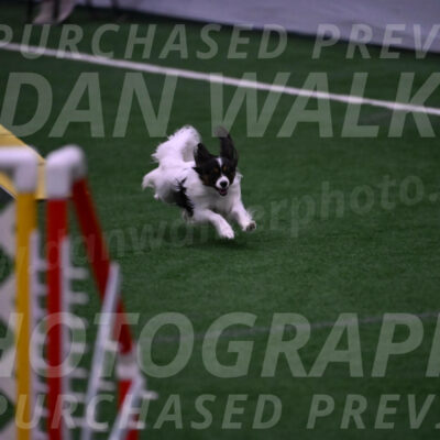 Sparky-Denise-Schneider-09794