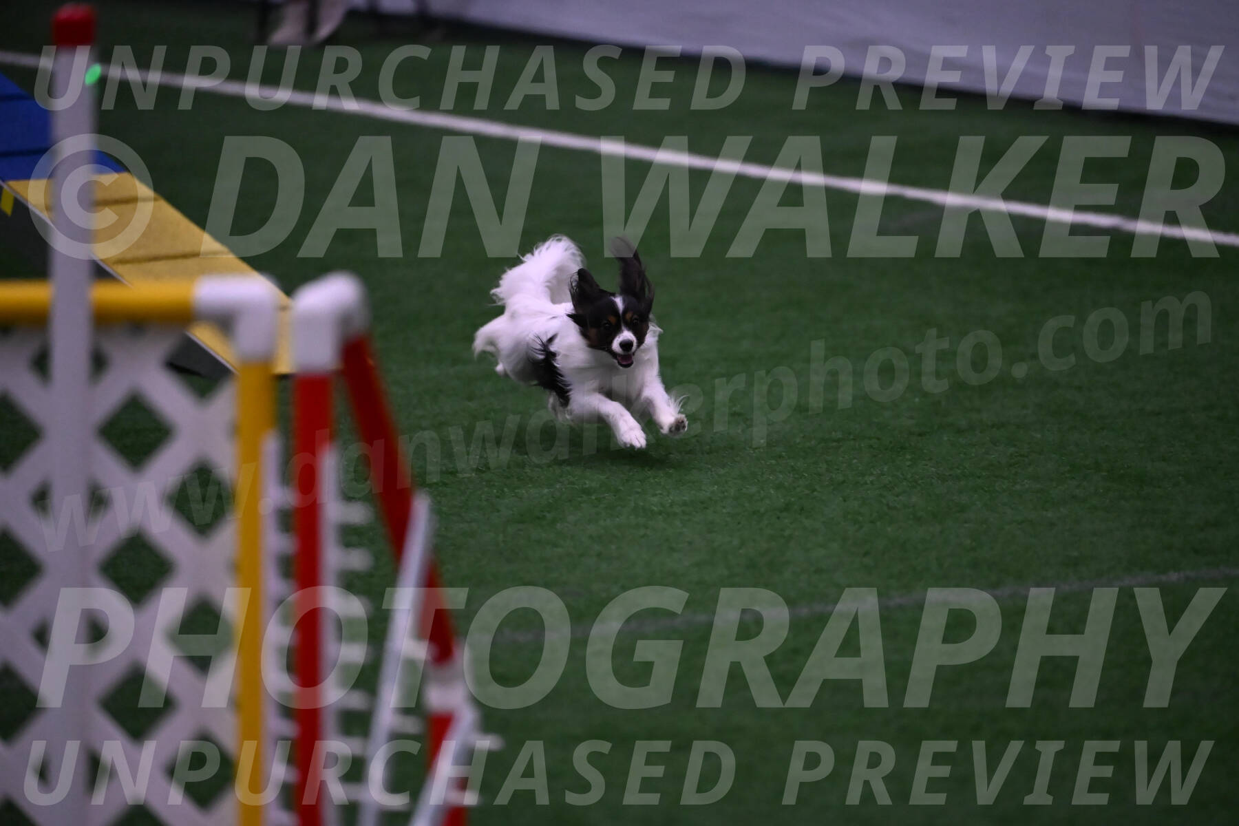 Sparky-Denise-Schneider-09794