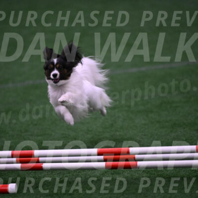 Sparky-Denise-Schneider-09797