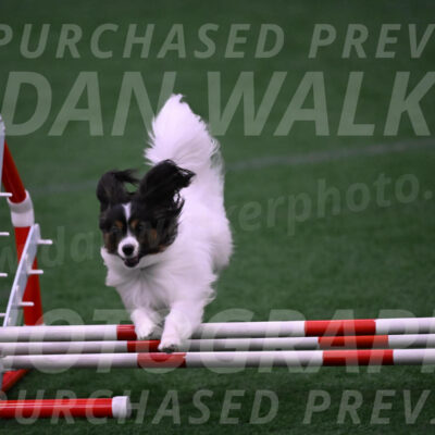 Sparky-Denise-Schneider-09799