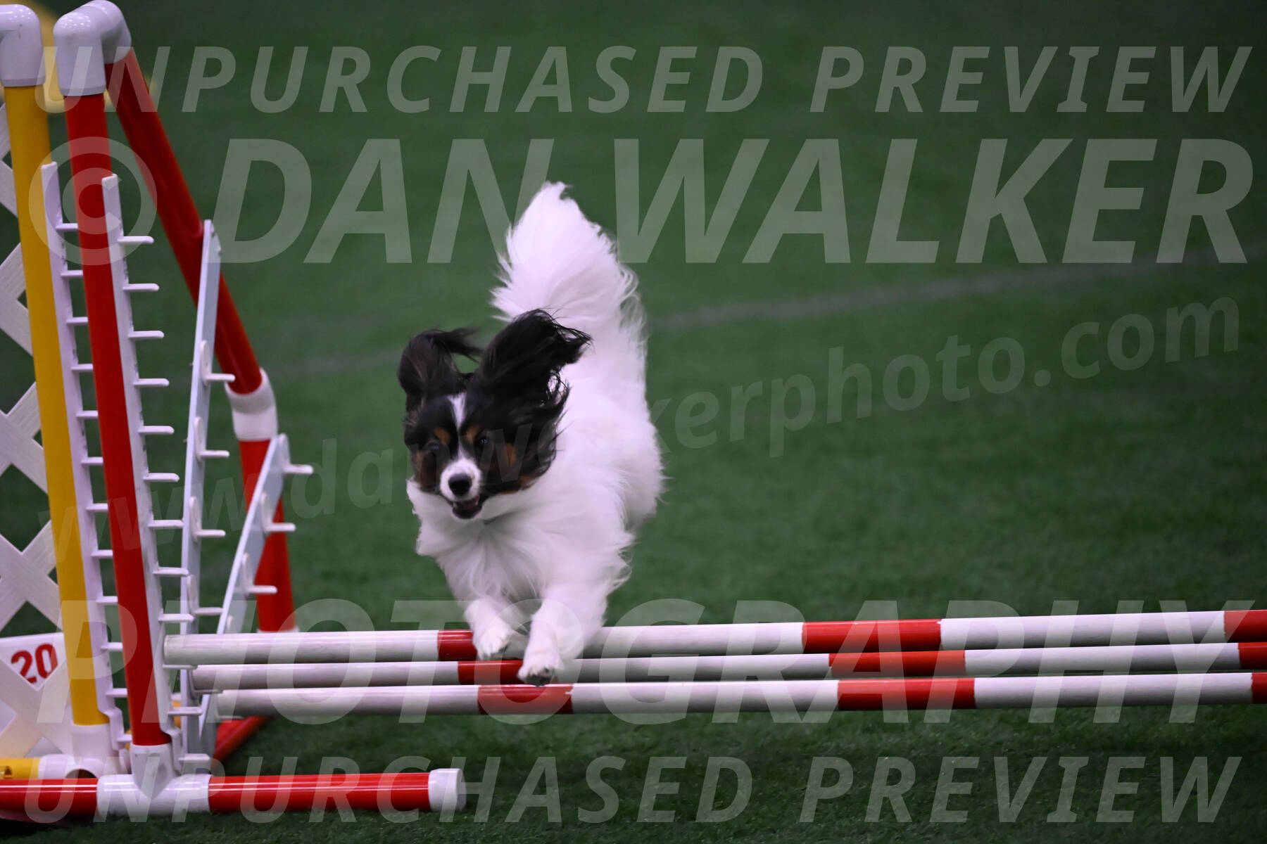 Sparky-Denise-Schneider-09799