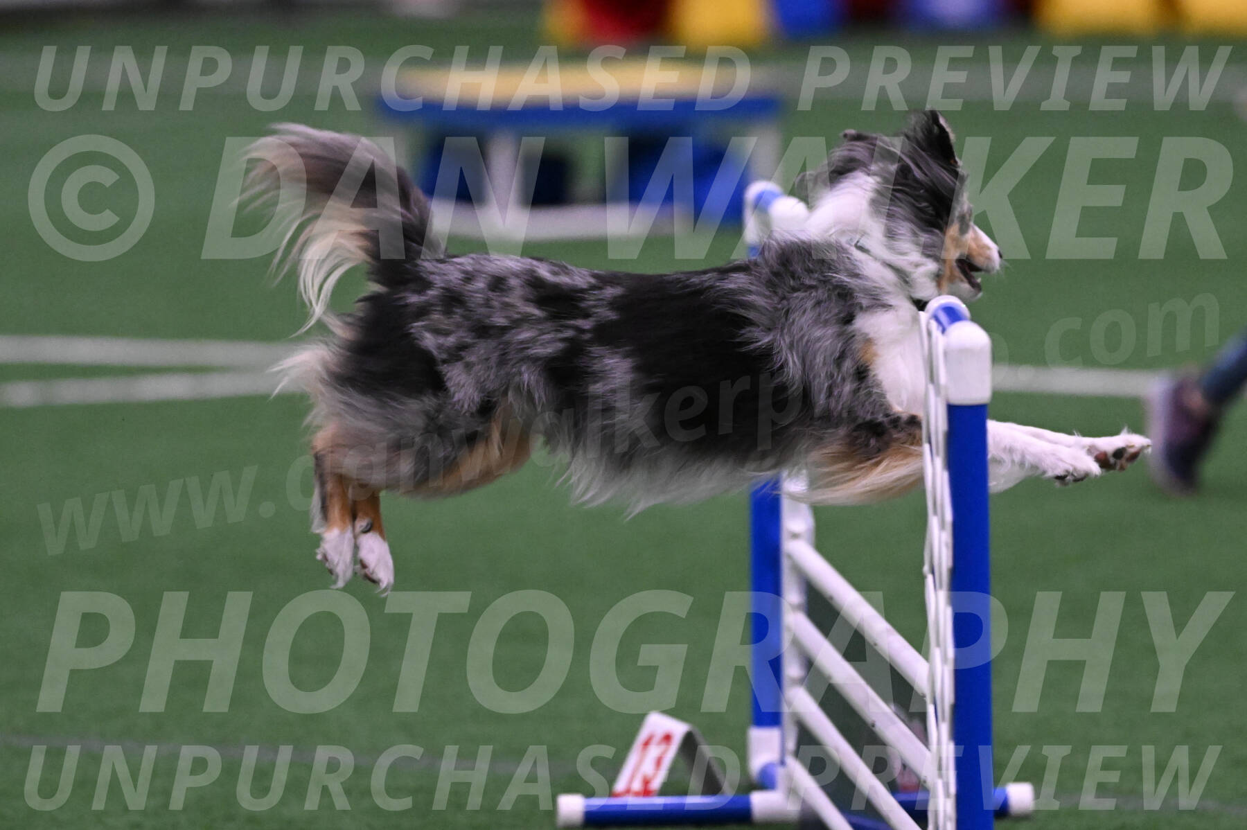 Spirit-Cheryl-A-Minichiello-05902