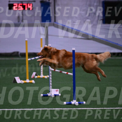 Zippity-Christine-Nemeth-06051